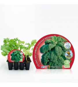 Pack Col Kale 12 Ud. Brassica acephala - 02031086 (1)