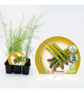 Pack Espárrago 6 Ud. Asparagus officinalis - 02031046 (1)