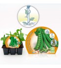 Pack Guisante Mata Alta 6 Ud. Pisum sativum