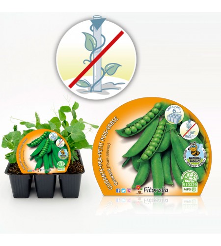 Pack Guisante Mata Baja 6 Ud. Pisum sativum - 02031011 (1)