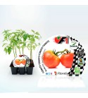 VIP Pack Tomate Híbrido Bodar F1 6 Ud. Solanum lycopersicum