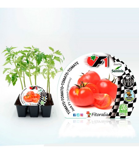 Pack Tomate Jack F1 6 Ud. Solanum lycopersicum - 02038001 (1)