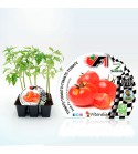 VIP Pack Tomate Híbrido Jack F1 6 Ud. Solanum lycopersicum