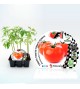 Pack Tomate Montecarlo F1 6 Ud. Solanum lycopersicum - 02038003 (1)