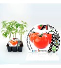 VIP Pack Tomate Híbrido Montecarlo F1 6 Ud. Solanum lycopersicum