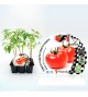 Pack Tomate Robin F1 6 Ud. Solanum lycopersicum - 02038004 (1)