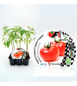 Pack Tomate Robin F1 6 Ud. Solanum lycopersicum - 02038004 (1)