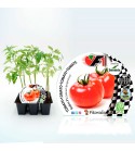 VIP Pack Tomate Híbrido Robin F1 6 Ud. Solanum lycopersicum