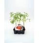 VIP Pack Tomate Híbrido Bodar F1 6 Ud. Solanum lycopersicum