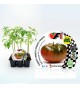 VIP Pack Tomate Híbrido Raf Fimande F1 6 Ud. Solanum lycopersicum
