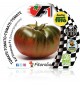 VIP Pack Tomate Híbrido Raf Fimande F1 6 Ud. Solanum lycopersicum