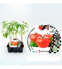 VIP Pack Tomate Híbrido Bond F1 6 Ud. Solanum lycopersicum