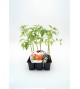 Pack Tomate Bodar F1 6 Ud. Solanum lycopersicum - 02038005 (1)