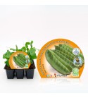 Pack Guisante Tirabeque 6 Ud. Pisum sativum