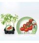 Pack Tomate Cherry Redondo 6 Ud. Solanum lycopersicum - 02031077 (1)
