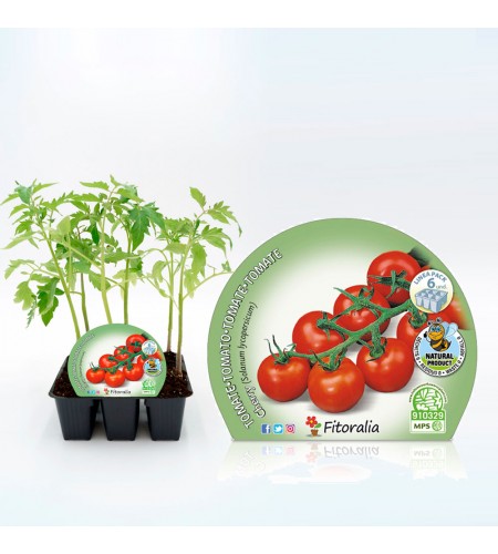 Pack Tomate Cherry Redondo 6 Ud. Solanum lycopersicum - 02031077 (1)