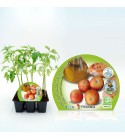 Pack Tomate Colgar 6 Ud. Solanum lycopersicum