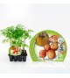 Pack Tomate Colgar 12 Ud. Solanum lycopersicum - 02031012 (1)