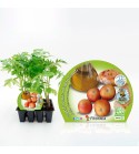 Pack Tomate Colgar 12 Ud. Solanum lycopersicum