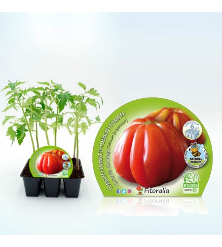 Pack Tomate Corazón De Buey 6 Ud. Solanum lycopersicum - 02031051 (1)