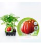 Pack Tomate Corazón De Buey 12 Ud. Solanum lycopersicum - 02031014 (1)
