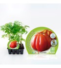 Pack Tomate Corazón De Buey 12 Ud. Solanum lycopersicum