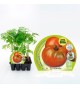 Pack Tomate Ensalada Híbrido 12 Ud. Solanum lycopersicum - 02031013 (1)
