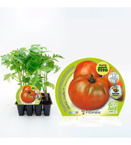 Pack Tomate Ensalada Híbrido 12 Ud. Solanum lycopersicum - 02031013 (1)