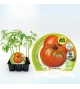 Pack Tomate Ensalada Híbrido 6 Ud. Solanum lycopersicum - 02031050 (1)