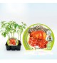 Pack Tomate Montserrat 6 Ud. Solanum lycopersicum - 02031052 (1)