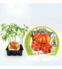 Pack Tomate Montserrat 6 Ud. Solanum lycopersicum