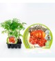 Pack Tomate Montserrat 12 Ud. Solanum lycopersicum - 02031015 (1)