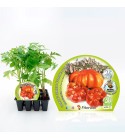 Pack Tomate Montserrat 12 Ud. Solanum lycopersicum