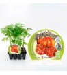 Pack Tomate Montserrat 12 Ud. Solanum lycopersicum