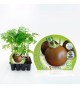Pack Tomate Negro 12 Ud. Solanum lycopersicum - 02031016 (1)