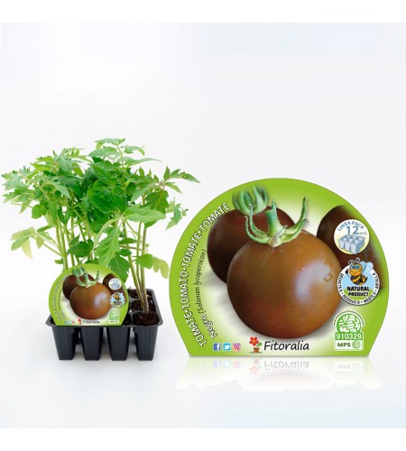 Pack Tomate Negro 12 Ud. Solanum lycopersicum - 02031016 (1)