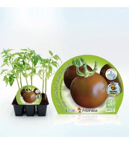 Pack Tomate Negro 6 Ud. Solanum lycopersicum - 02031053 (1)