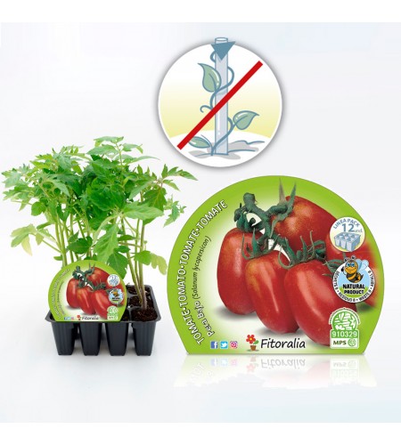 Pack Tomate Pera Mata Baja 12 Ud. Solanum lycopersicum - 02031096 (1)