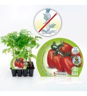 Pack Tomate Pera Mata Baja 12 Ud. Solanum lycopersicum