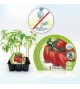 Pack Tomate Pera Mata Baja 6 Ud. Solanum lycopersicum - 02031056 (1)