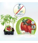 Pack Tomate Pera Mata Baja 6 Ud. Solanum lycopersicum