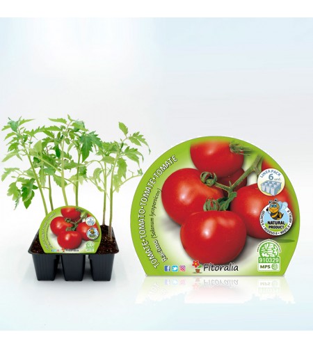 Pack Tomate Racimo 6 Ud. Solanum lycopersicum - 02031057 (1)