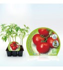 Pack Tomate Racimo 6 Ud. Solanum lycopersicum