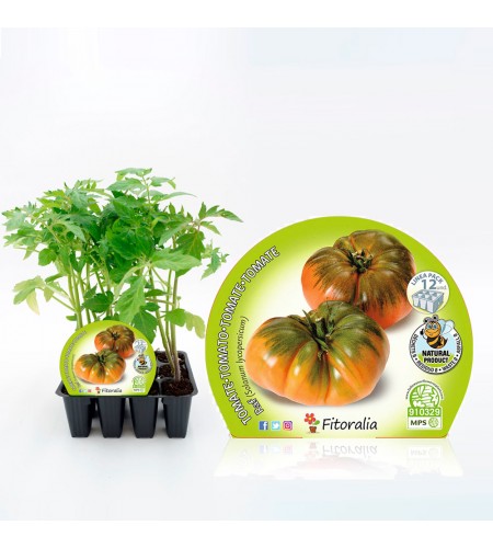 Pack Tomate Raf 12 Ud. Solanum lycopersicum - 02031017 (1)