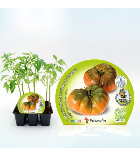 Pack Tomate Raf 6 Ud. Solanum lycopersicum - 02031054 (1)
