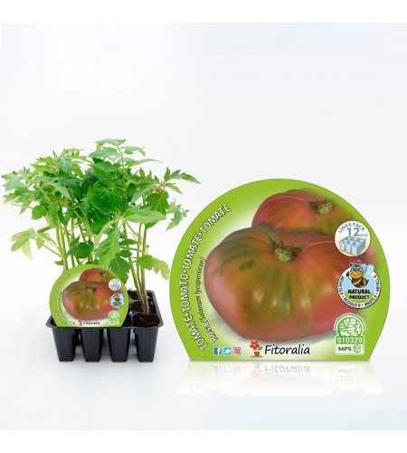 Pack Tomate Rosa 12 Ud. Solanum lycopersicum - 02031018 (1)