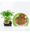 Pack Tomate Rosa 12 Ud. Solanum lycopersicum