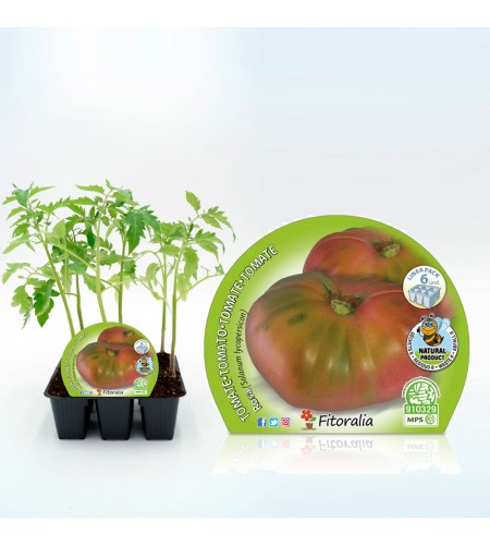 Pack Tomate Rosa 6 Ud. Solanum lycopersicum - 02031055 (1)