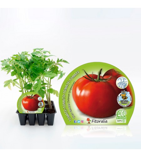 Pack Tomate Tres Cantos 12 Ud. Solanum lycopersicum - 02031080 (1)