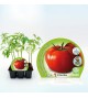 Pack Tomate Tres Cantos 6 Ud. Solanum lycopersicum - 02031058 (1)